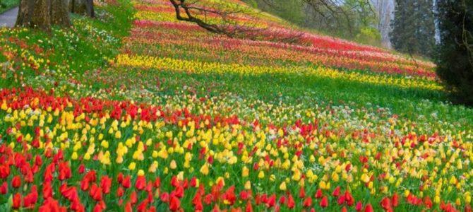 9 magnifiques jardins en Allemagne que vous devez visiter 9 magnifiques jardins en Allemagne que vous devez visiter
